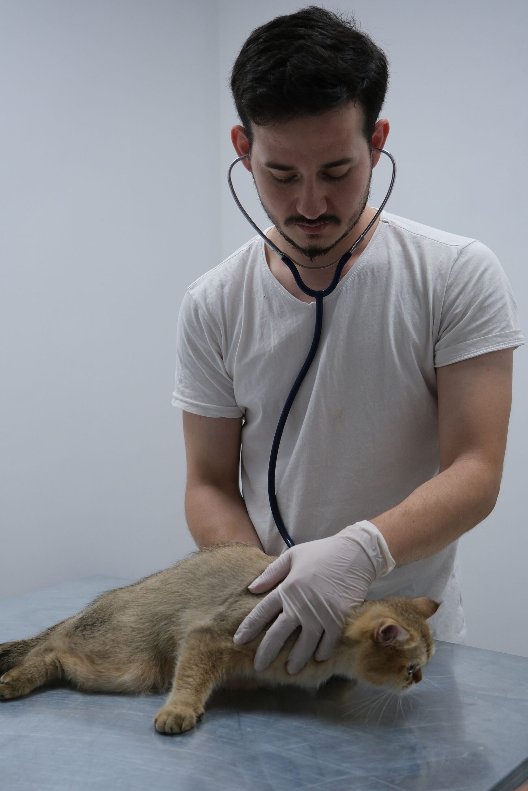 Veterinarian examining a cat with a stethoscope in a clinic – rule out medical causes first