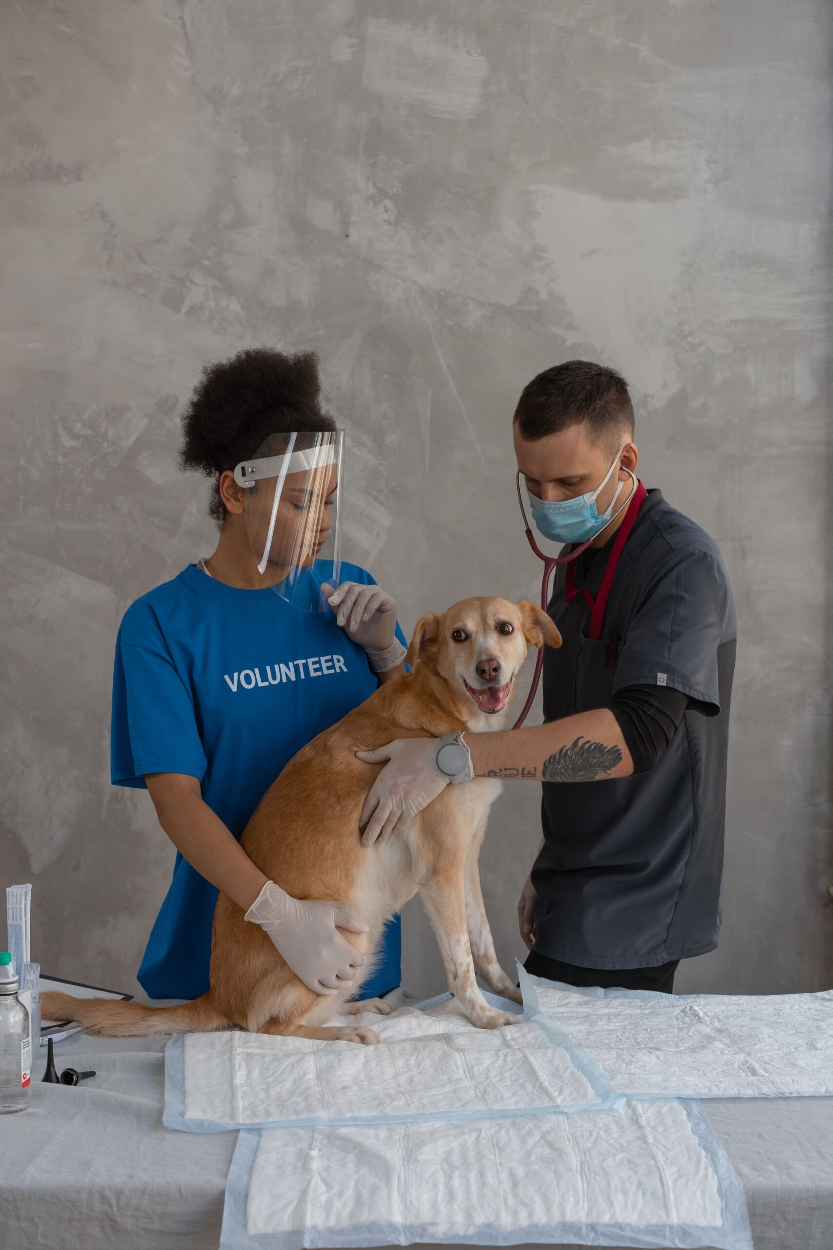Veterinarian examining a dog during a check-up – panting with other symptoms needs a vet assessment