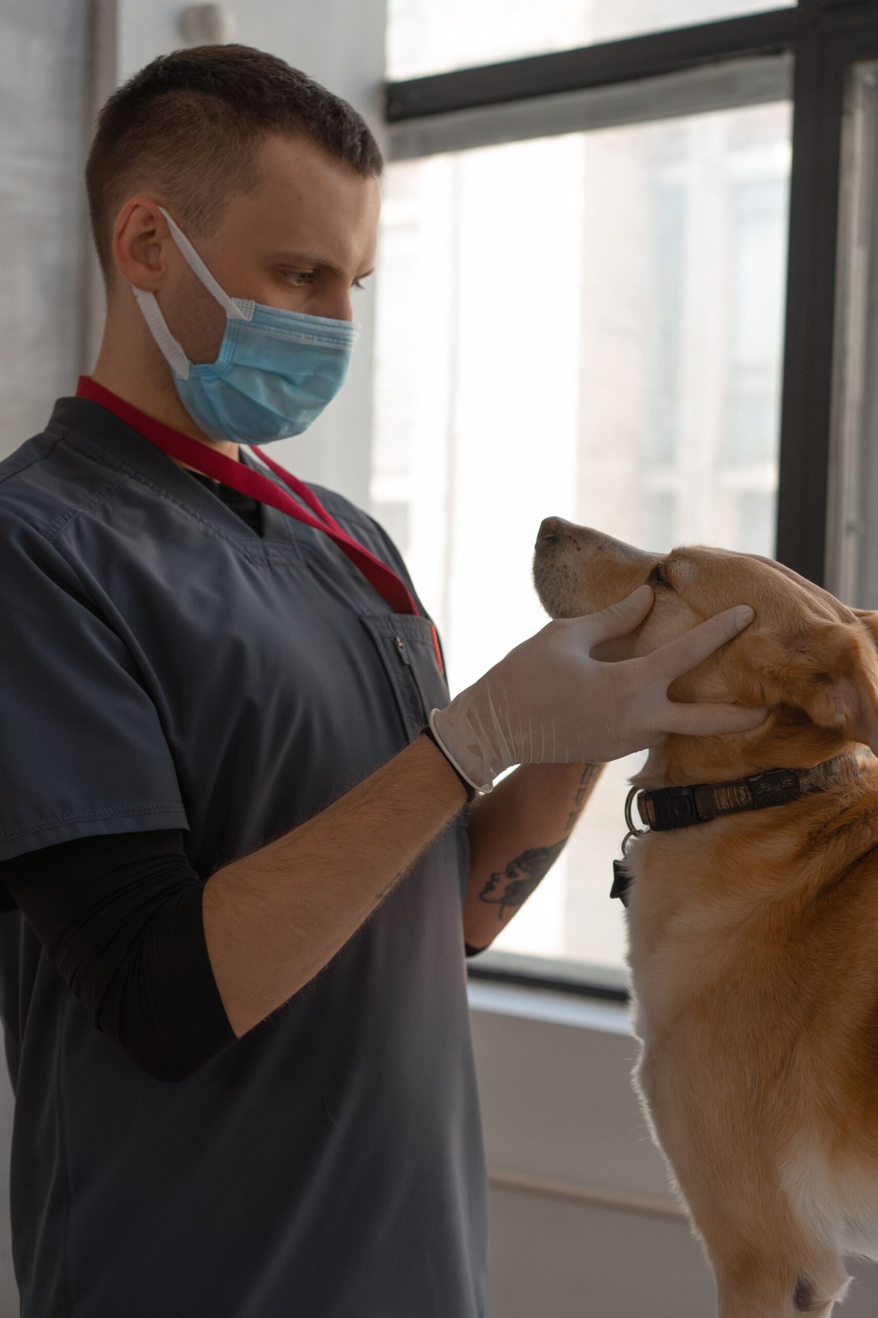 Veterinarian in a face mask examining a dog indoors during a check up