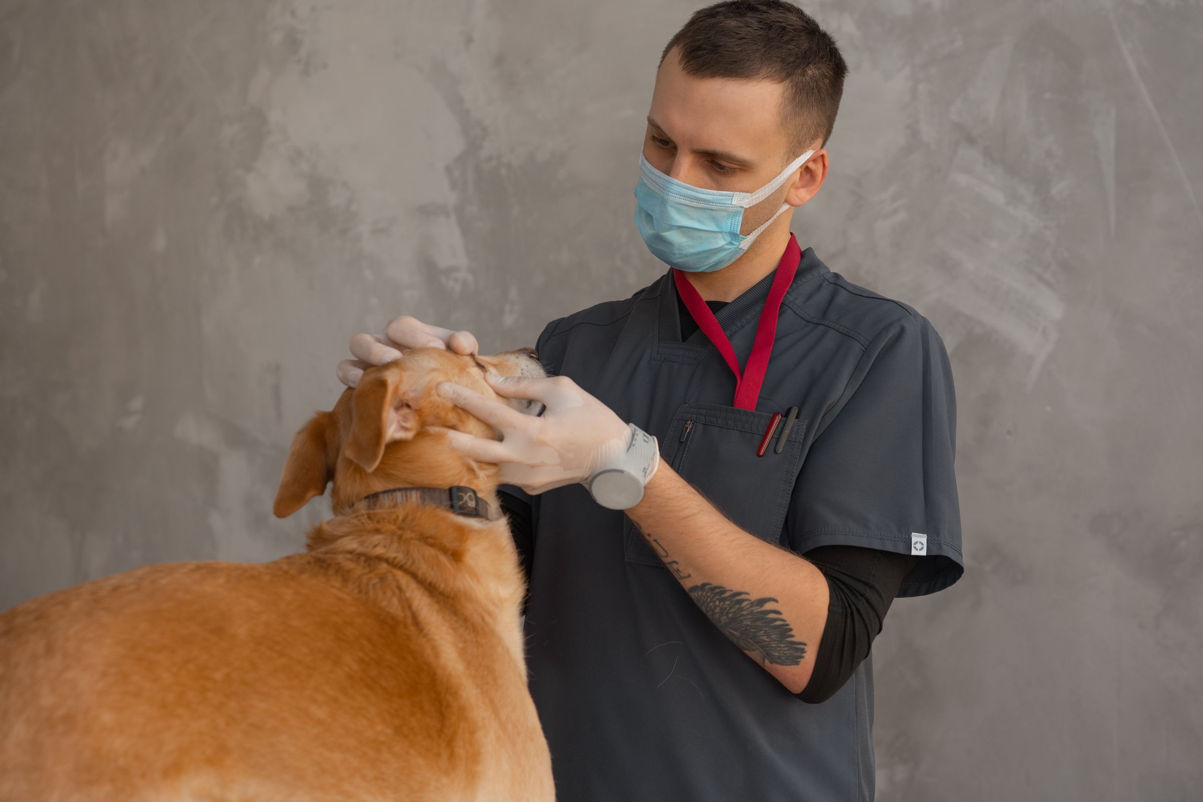 Veterinarian examining a dog during a check-up – chocolate poisoning is treatable when caught early