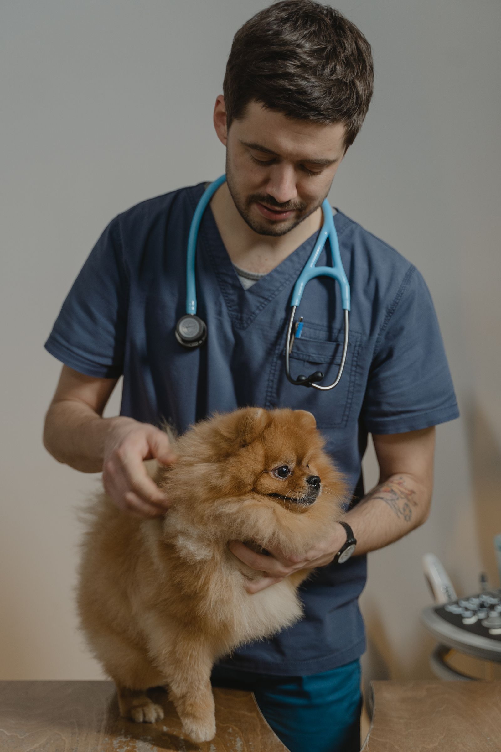 Veterinarian with a stethoscope examining a Pomeranian – vets prescribe the most effective flea treatments