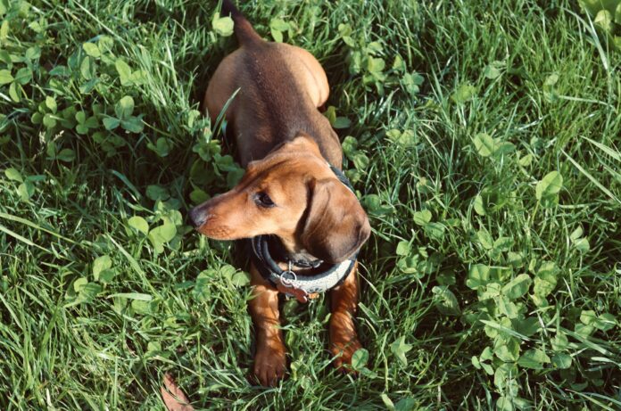 Dachshund with its head down grazing in lush green grass and clover