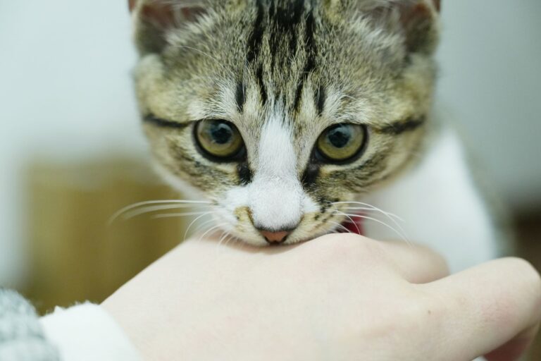 Tabby cat gently biting a person's hand indoors – why does my cat bite me