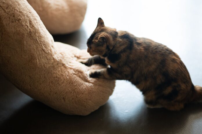 Why does my cat knead me – tabby cat kneading a plush toy Tabby cat kneading a soft plush toy with its front paws – why does my cat knead me