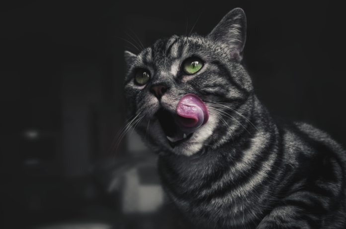 Striped cat with green eyes licking its nose – why does my cat lick me Striped cat with green eyes licking its nose – why does my cat lick me