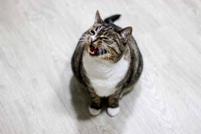 Why does my cat meow so much – tabby cat meowing indoors Tabby cat meowing on a wooden floor indoors – why does my cat meow so much