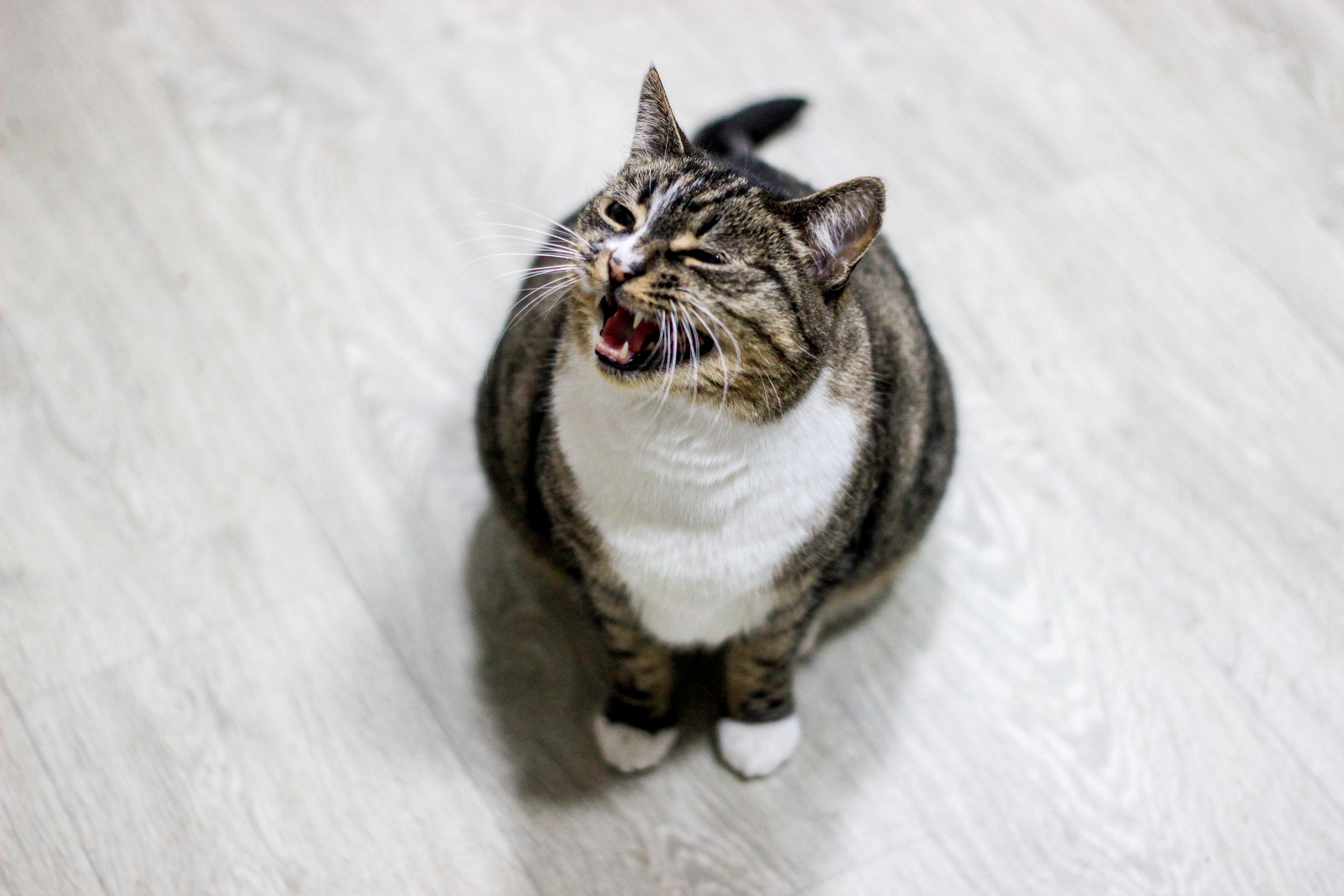 Tabby cat meowing on a wooden floor indoors – meowing is a language cats developed for humans