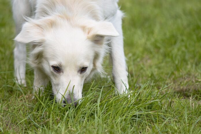 White dog sniffing and nibbling grass in a meadow – why does my dog eat grass