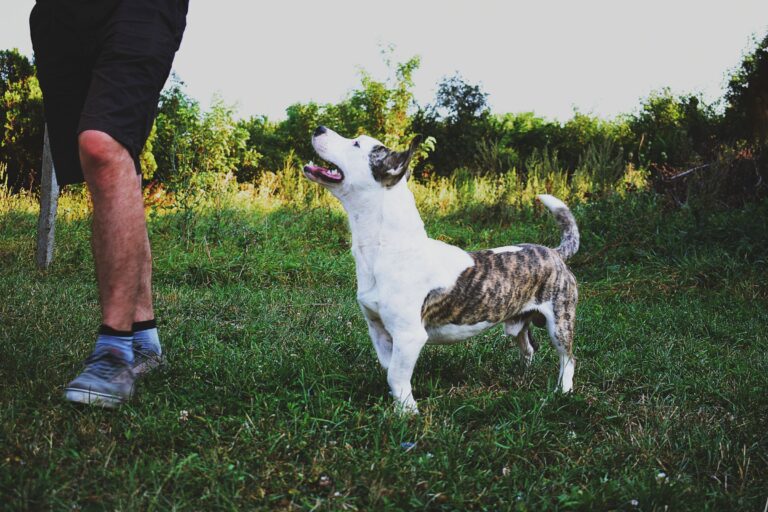 Dog looking up at its owner in a green field – why does my dog follow me everywhere