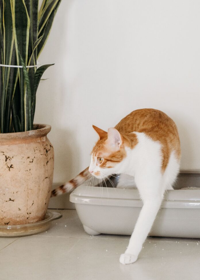 Cat stepping out of a litter box beside a potted plant at home – why is my cat peeing outside the litter box