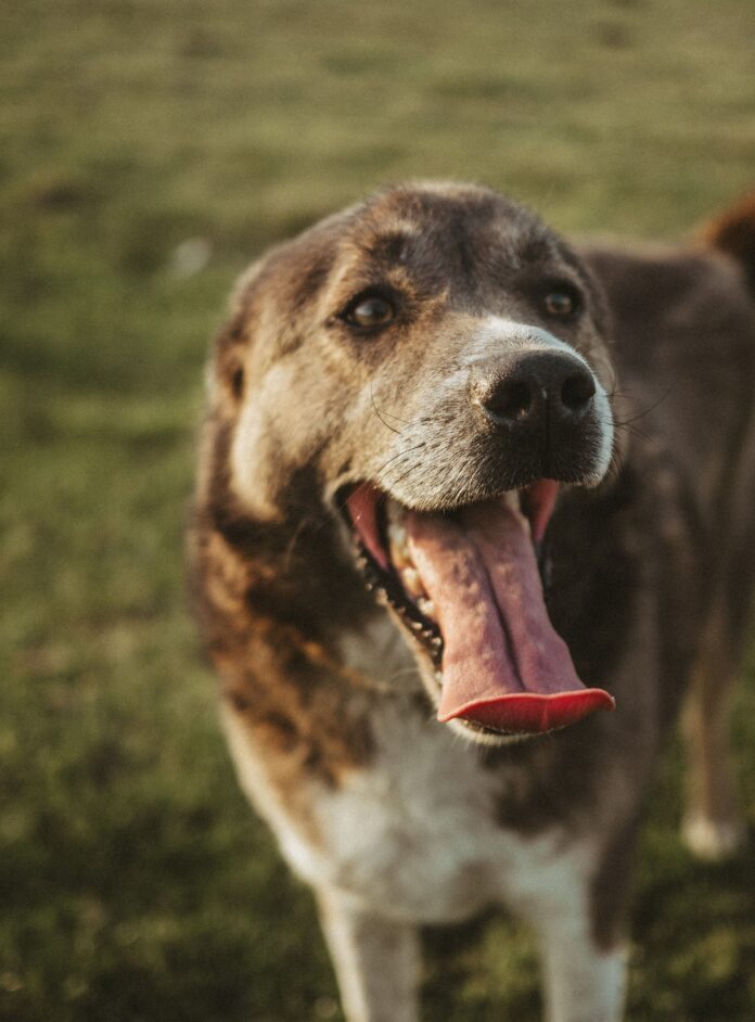 Close-up of a dog panting on a grassy field – why is my dog panting so much