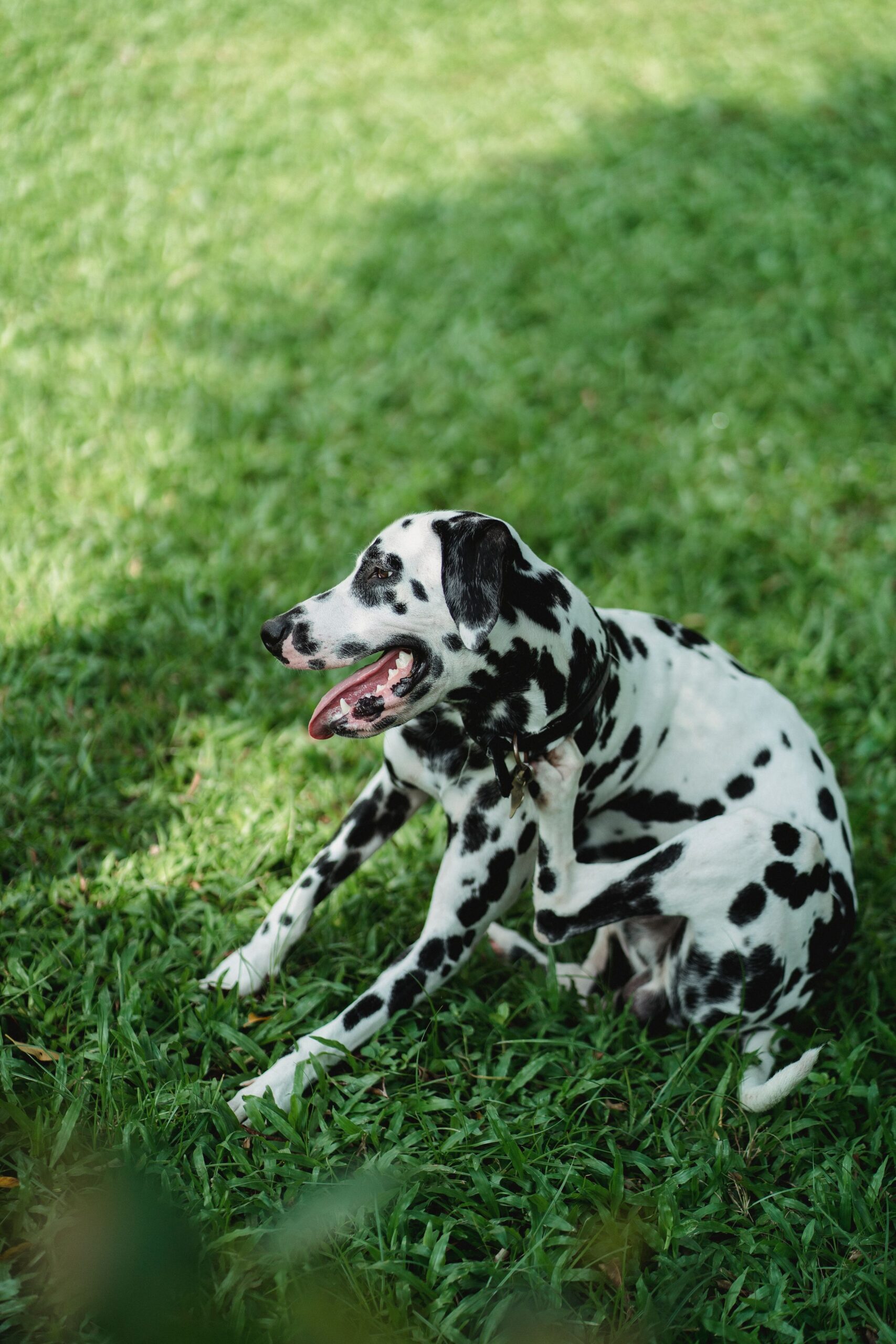 Dalmatian sitting on grass and scratching – the spot a dog scratches narrows down the cause