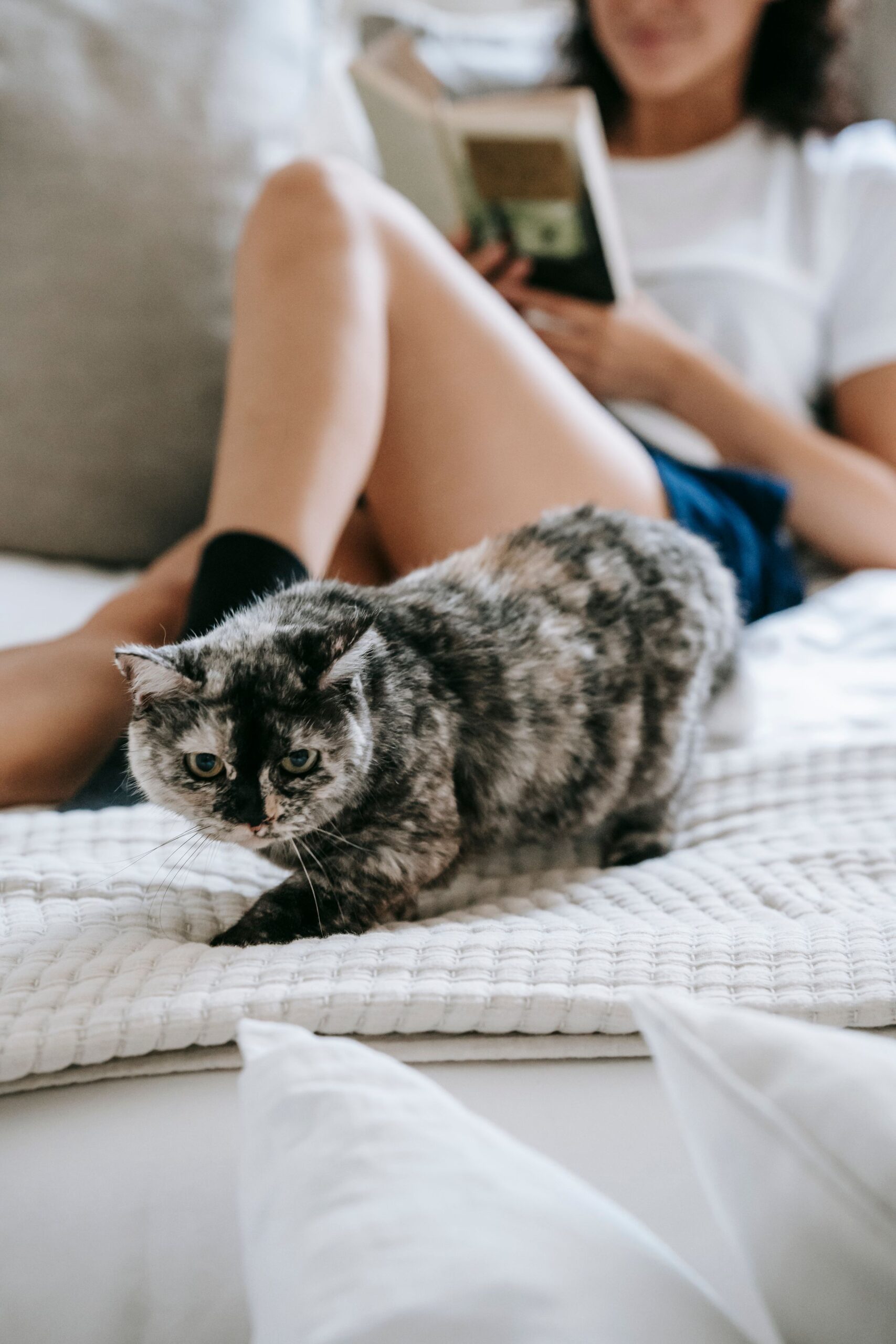 Woman relaxing on a bed with a book while her cat settles beside her – cats knead the people they trust