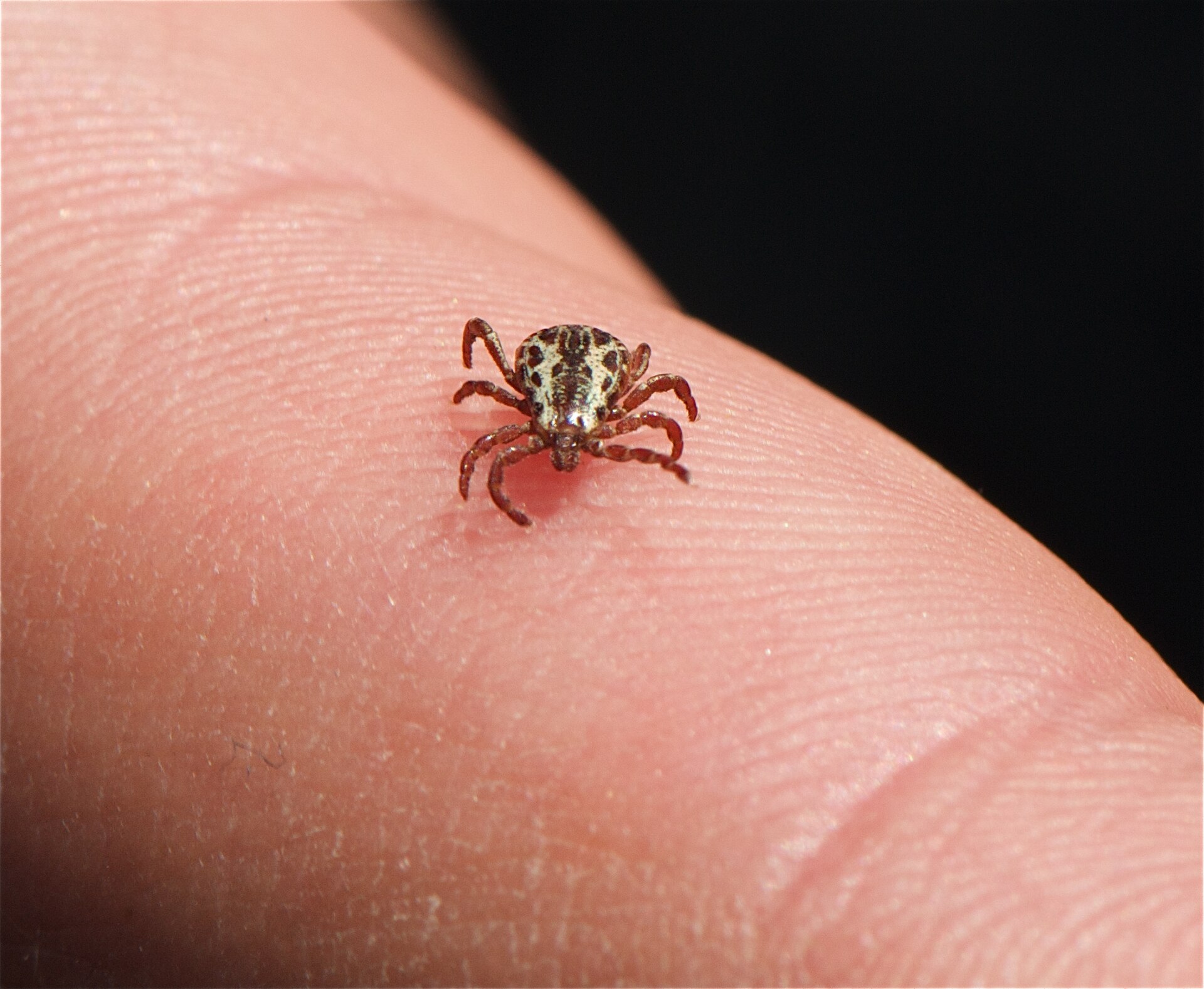 An American dog tick on a human fingertip, showing its size