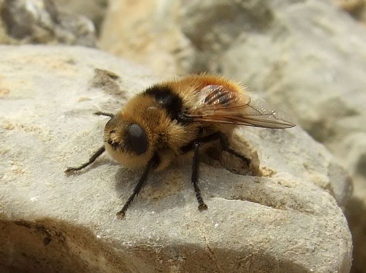An adult deer botfly, a furry bee like fly, resting on stone