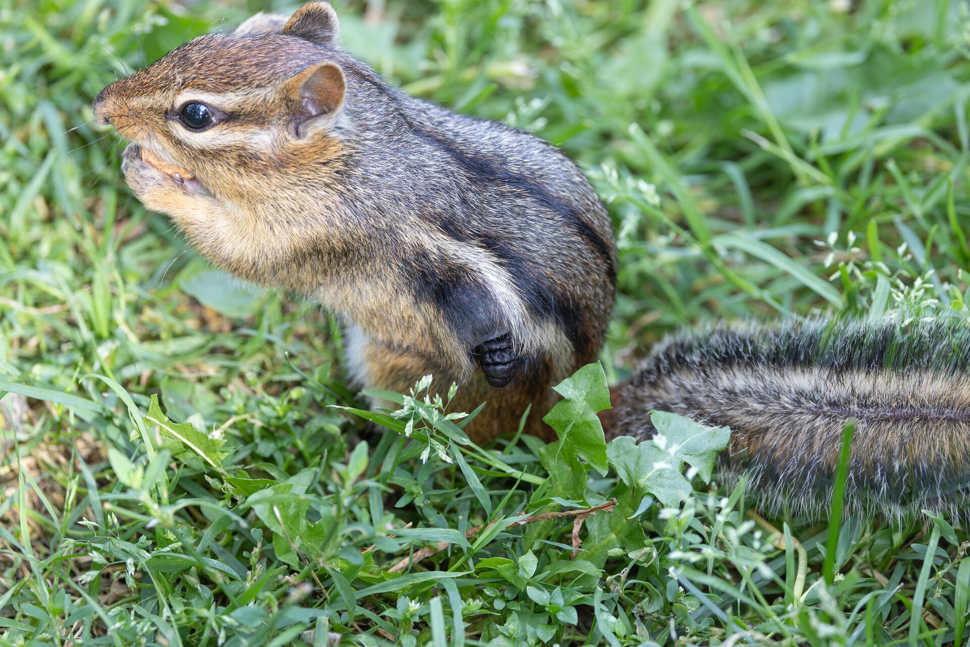 A mature botfly larva emerging from the flank of an eastern chipmunk