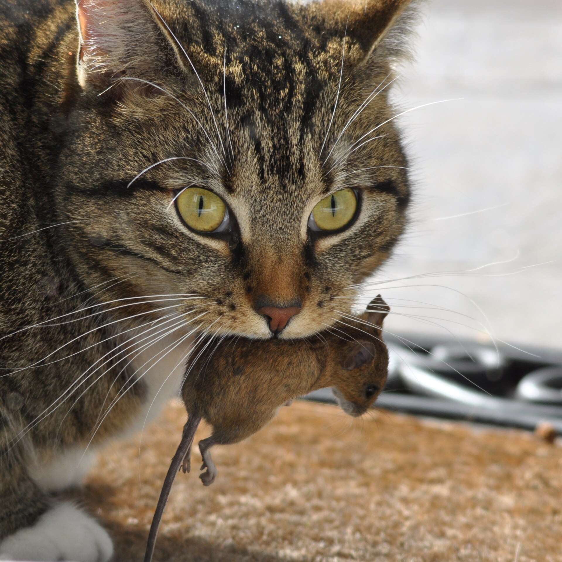 A cat carrying a mouse it has caught
