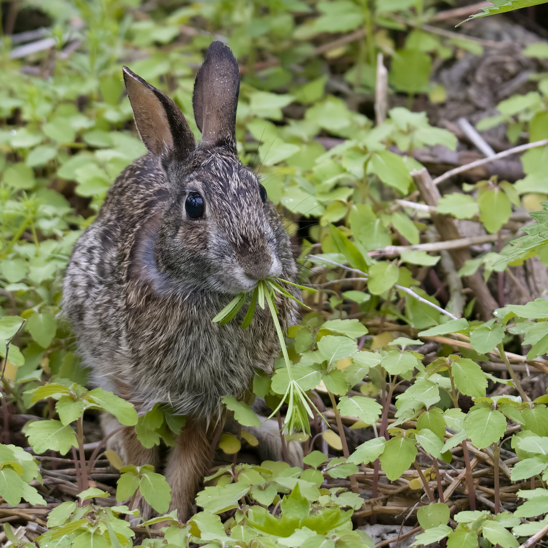 An eastern cottontail rabbit feeding in vegetation