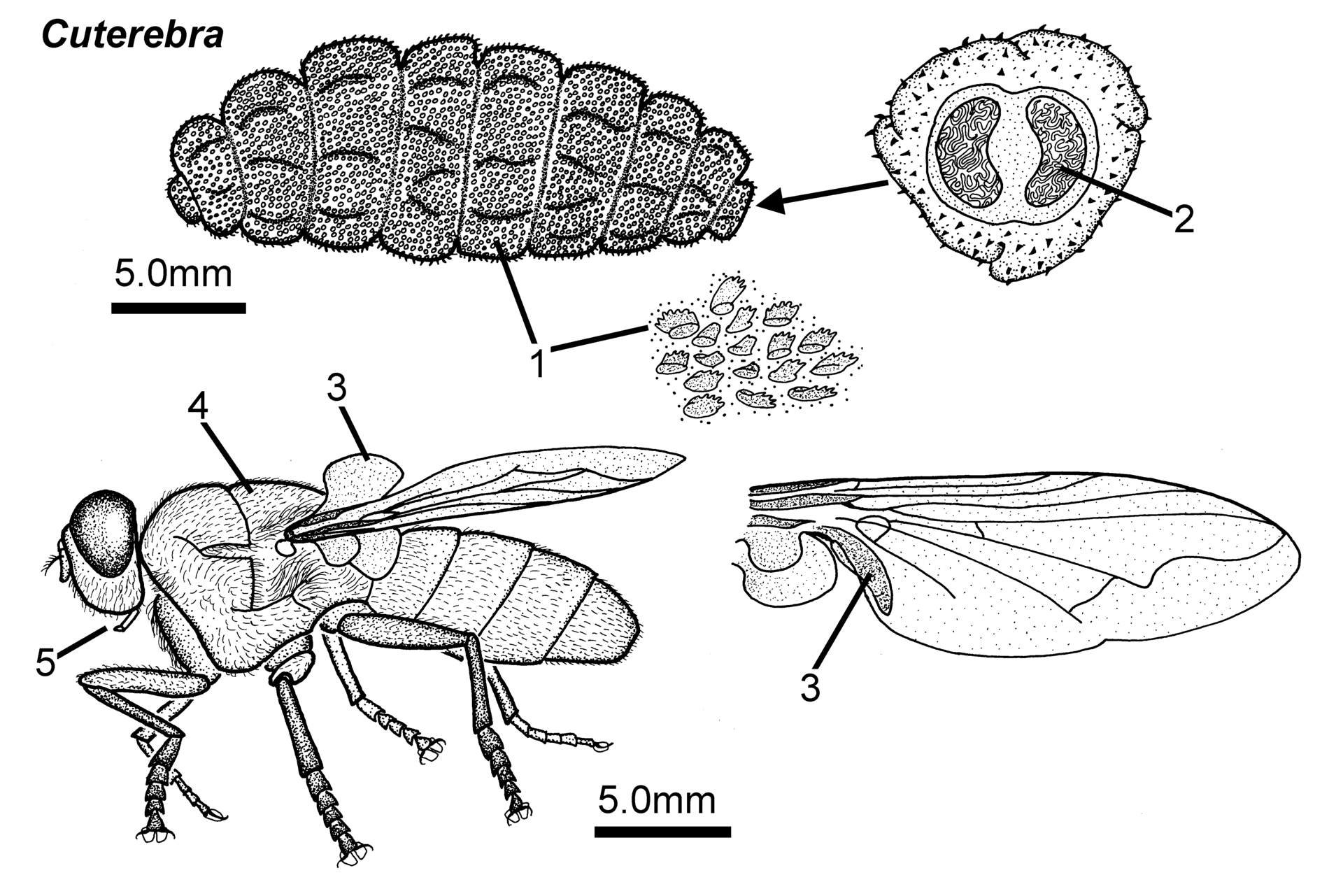Scientific illustration of a Cuterebra botfly larva and adult fly with scale bars