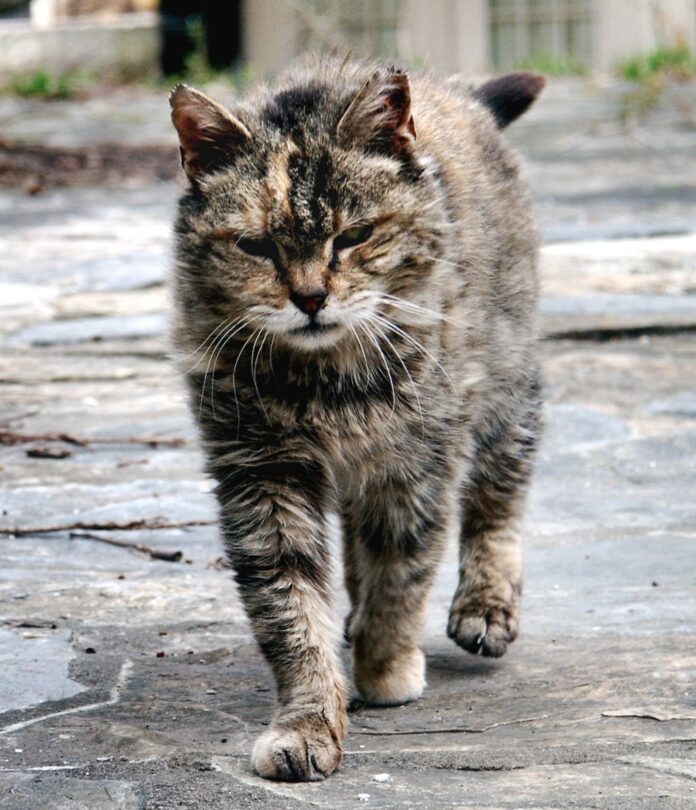 A free roaming cat walking outdoors