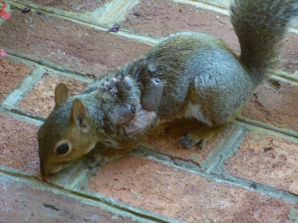 A grey squirrel with botfly warbles on its shoulder