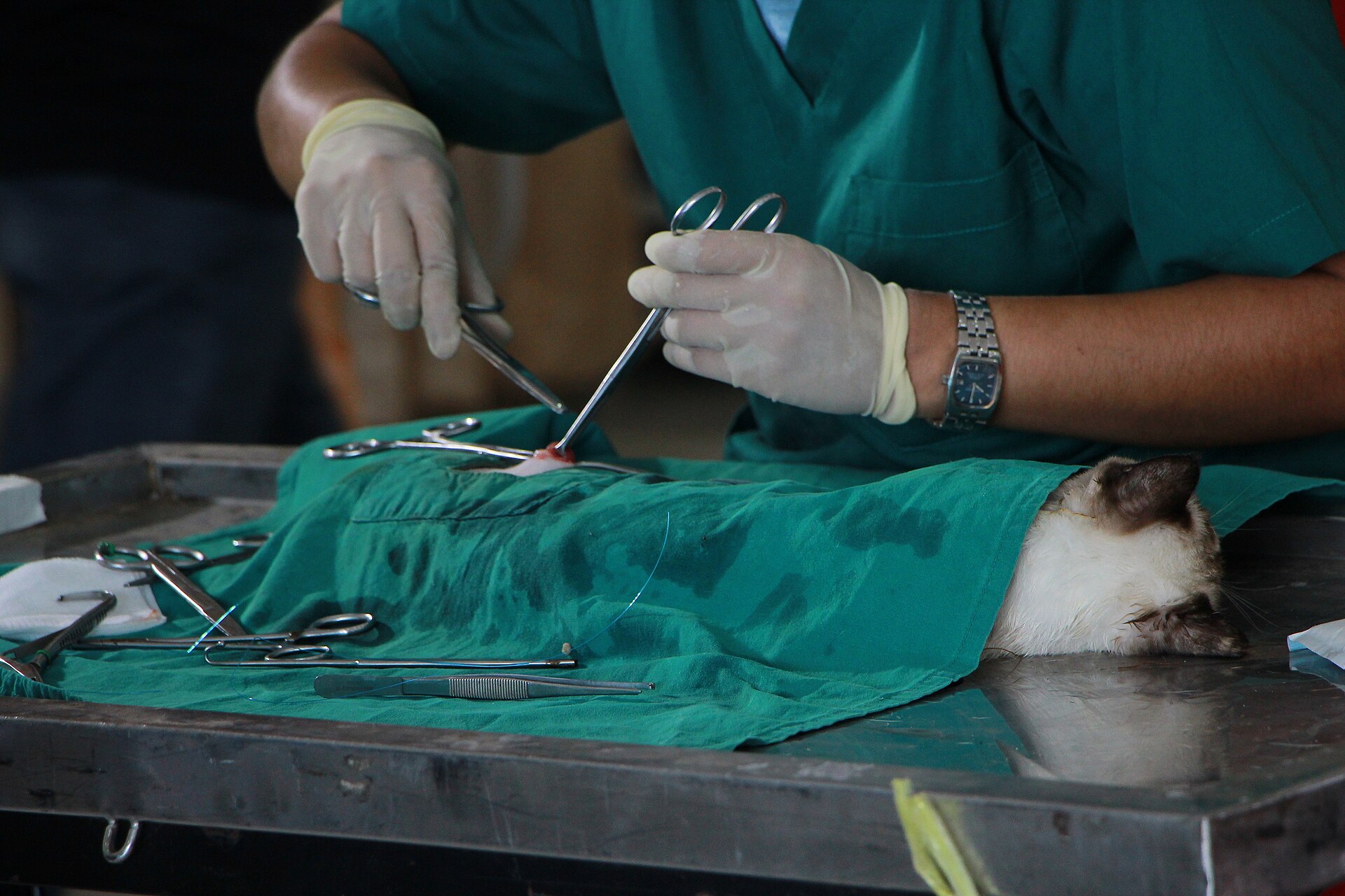 A veterinary team operating on a cat
