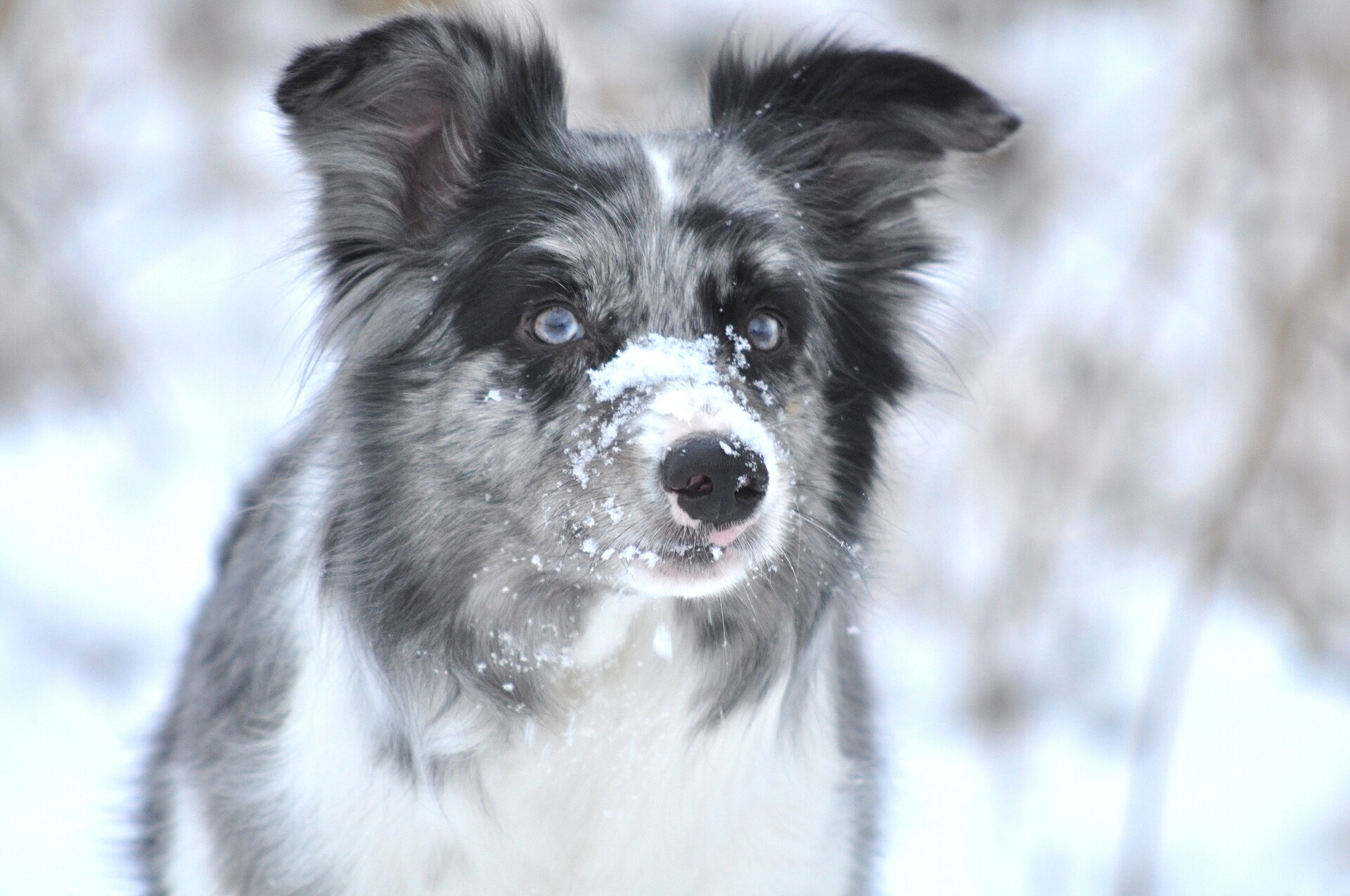A Border Collie close up with snow on its nose