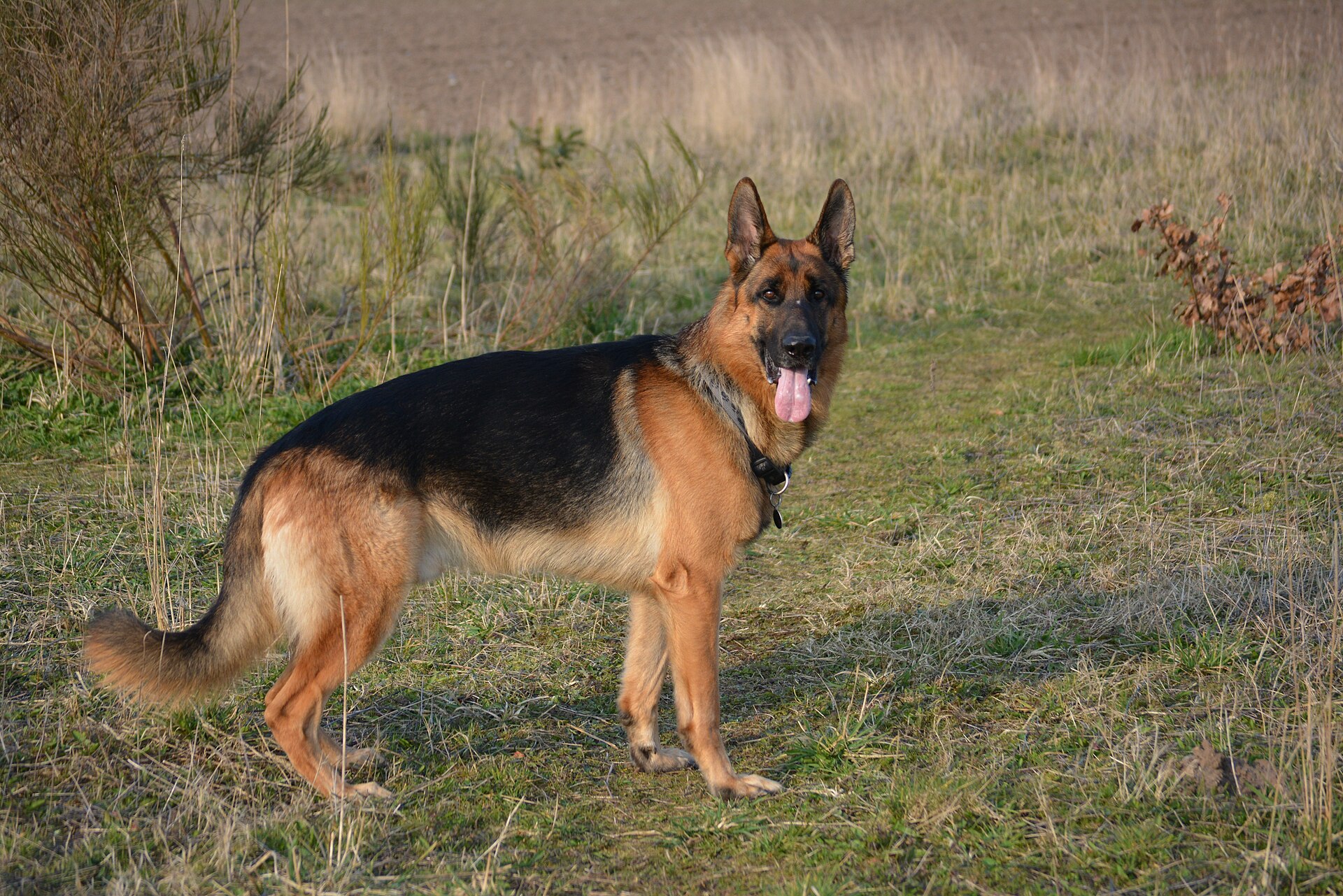 A German Shepherd standing in open grassland