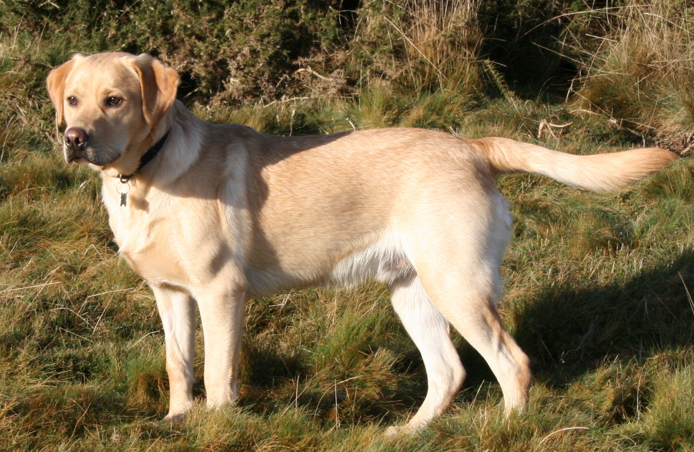 A yellow Labrador Retriever standing outdoors in rough grass