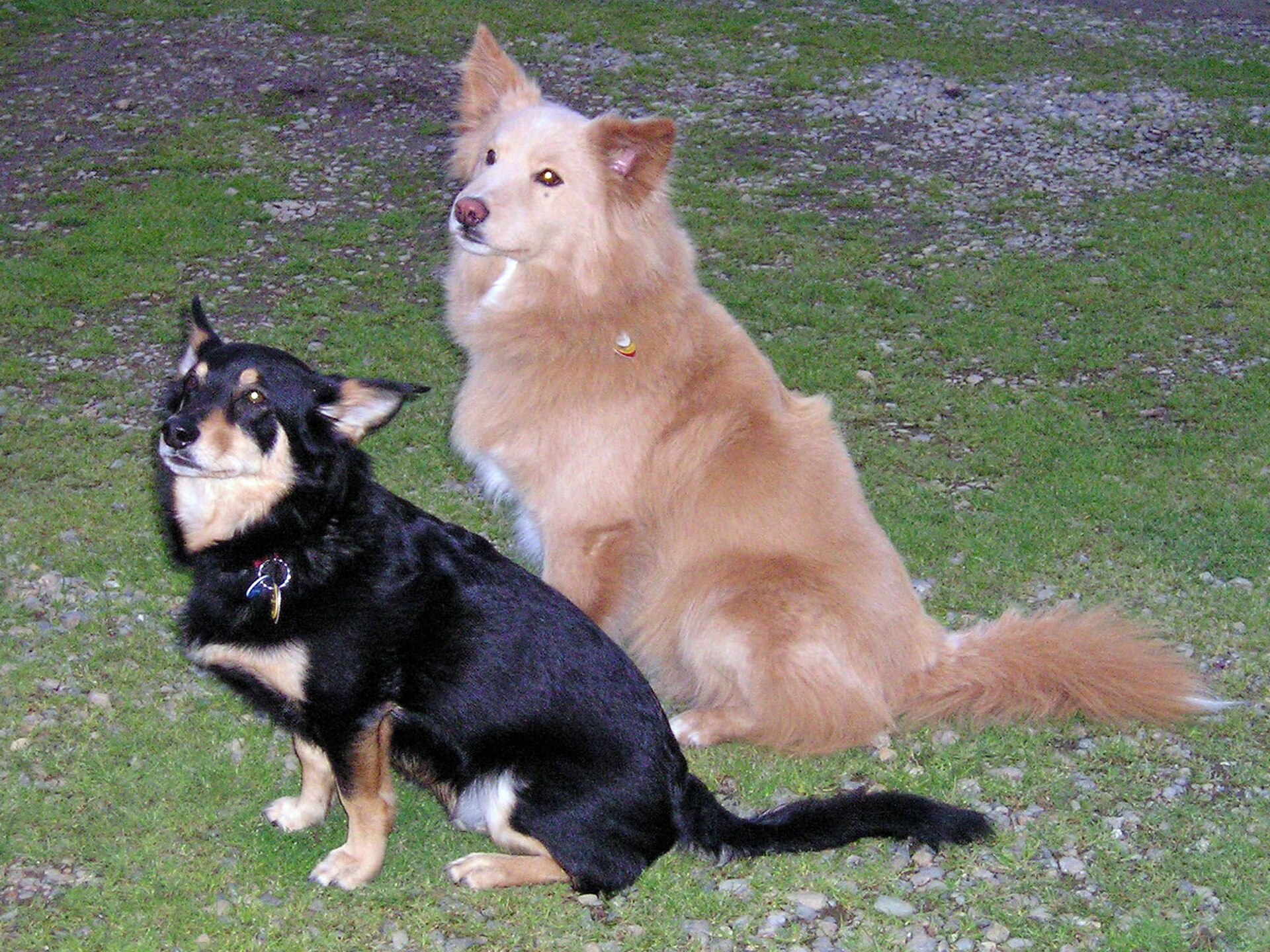 Two mixed breed dogs sitting together on grass
