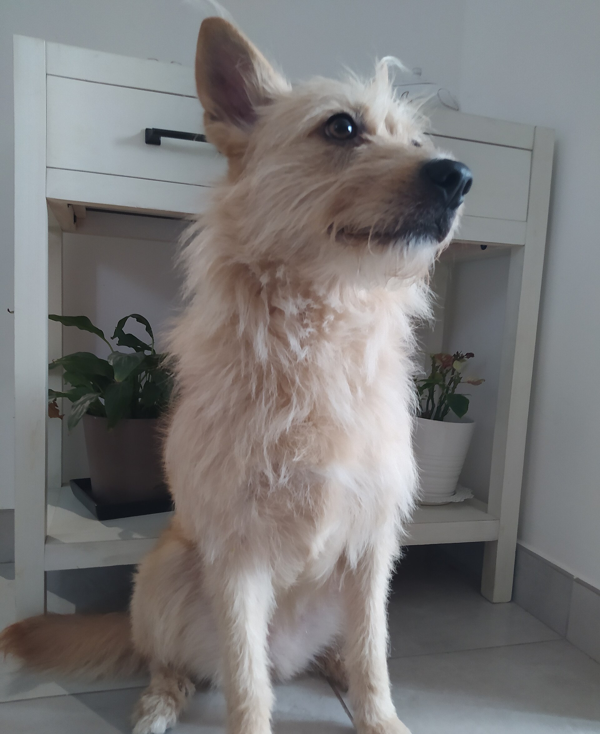 A scruffy mongrel dog sitting indoors looking up
