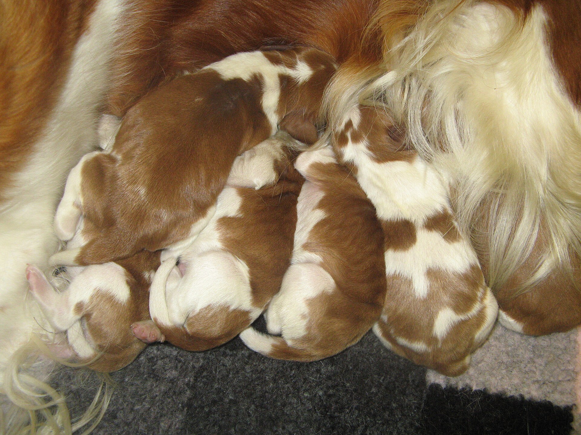 Newborn puppies nursing close together