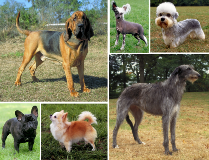 br-variation A montage of very different dog breeds showing the range of size and shape
