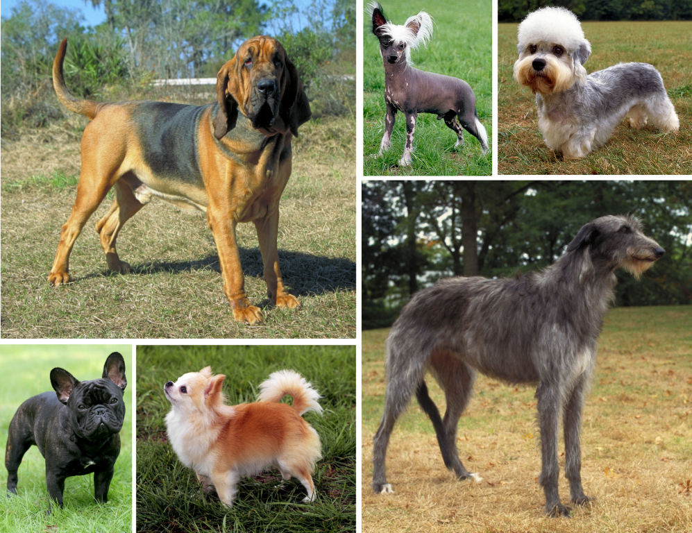 A montage of very different dog breeds showing the range of size and shape