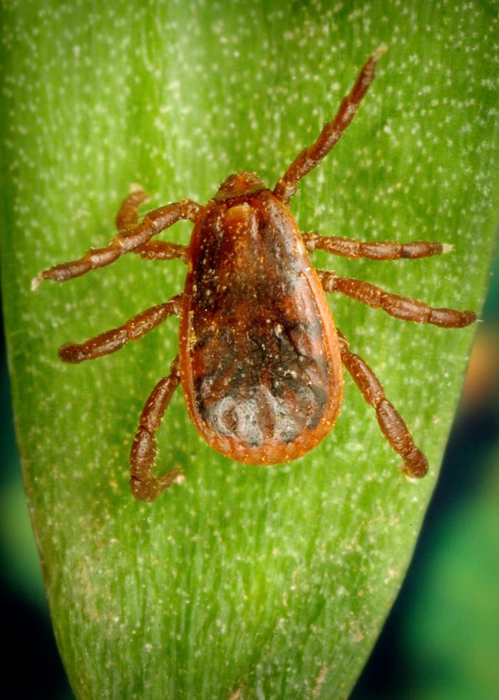 A brown dog tick, Rhipicephalus sanguineus