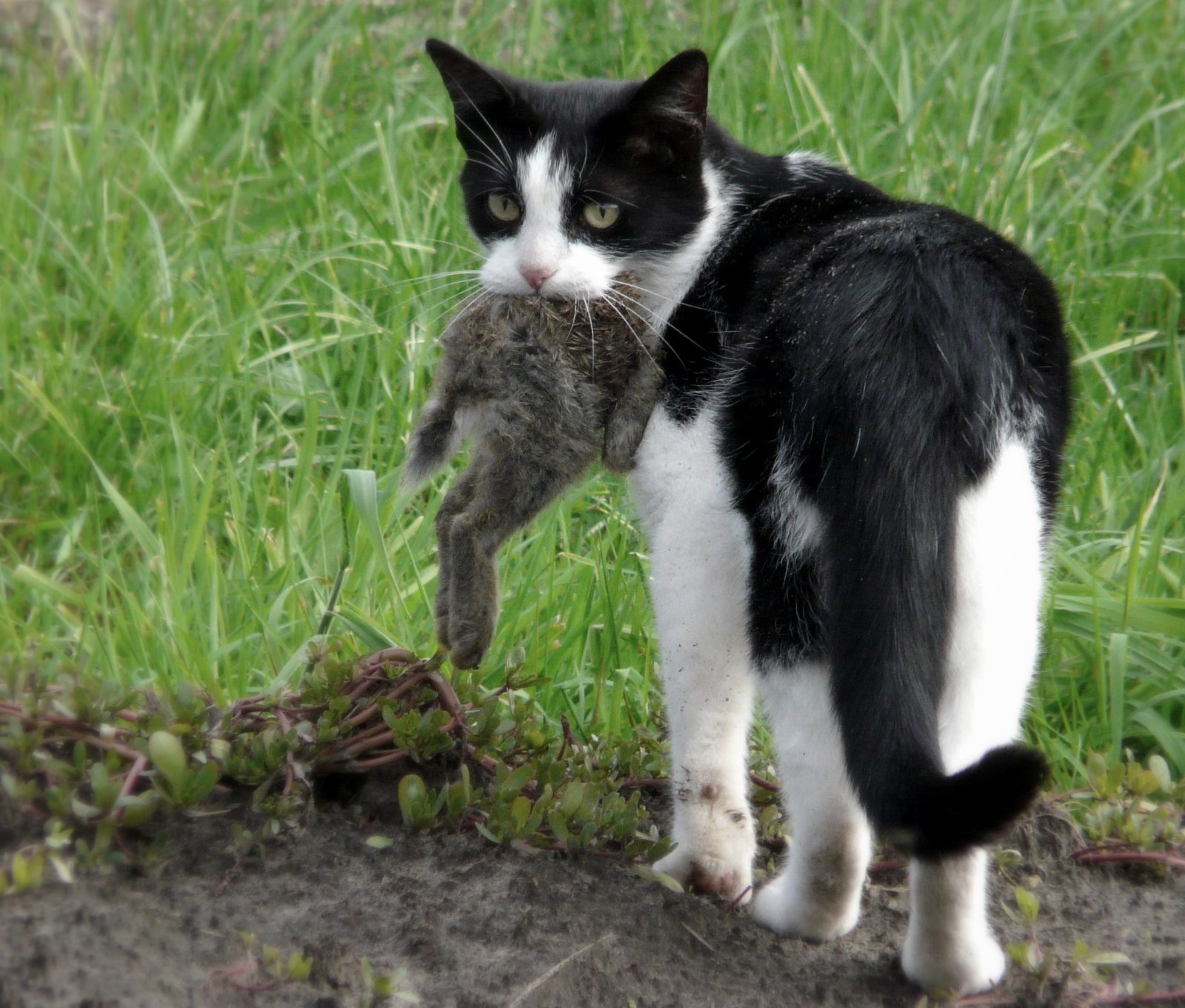 Black and white cat carrying a rabbit it has caught across grass