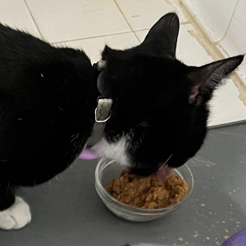 Black and white cat eating wet food from a small glass bowl