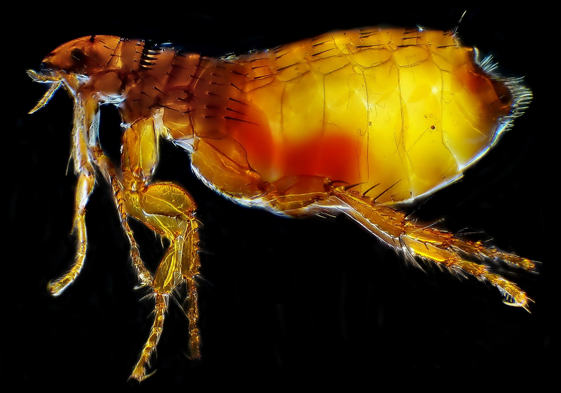 A cat flea, the host that carries the common tapeworm