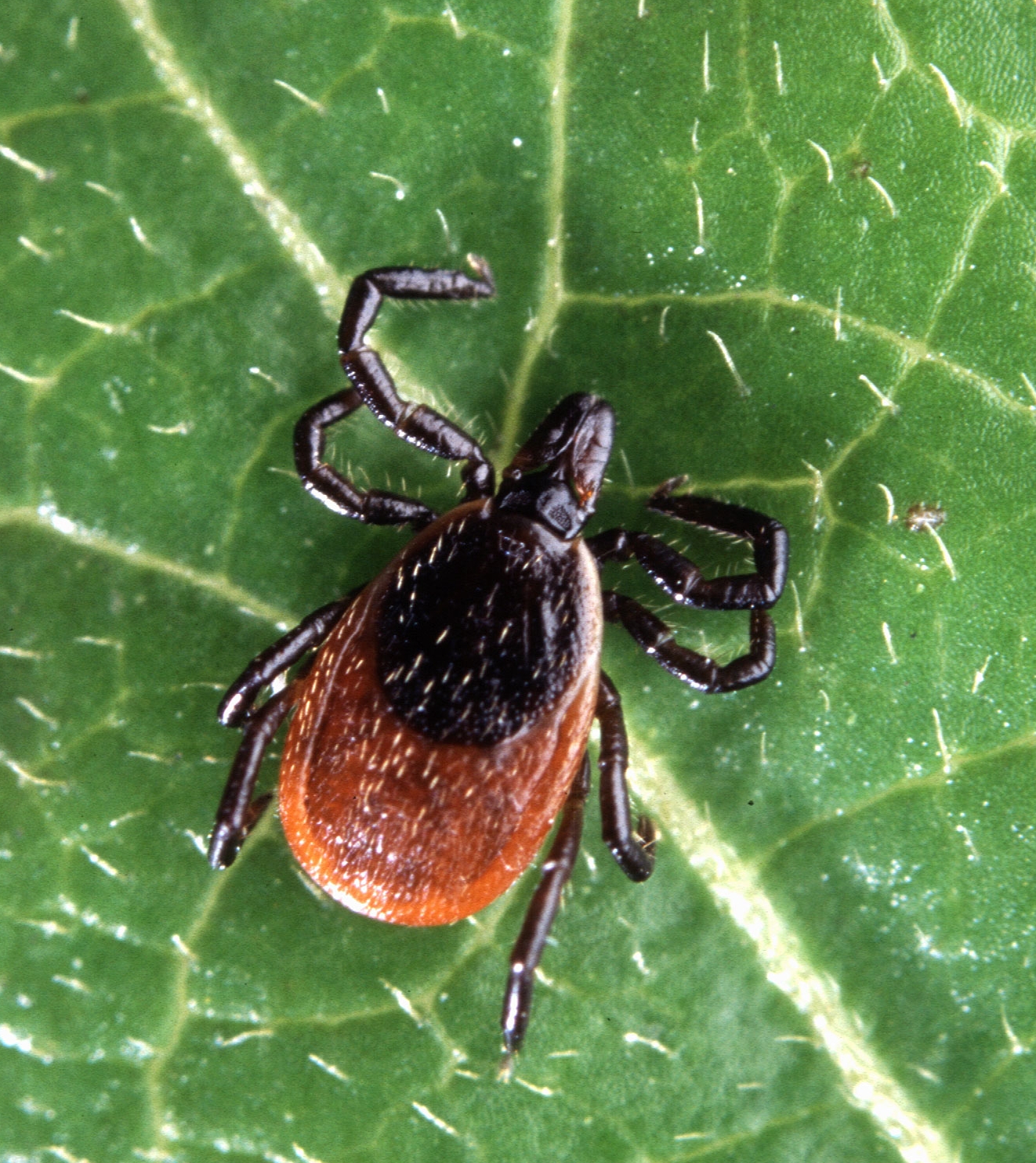 A blacklegged or deer tick, Ixodes scapularis