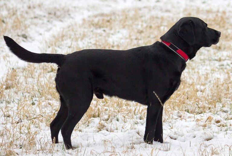 A black Labrador outdoors in a field in winter