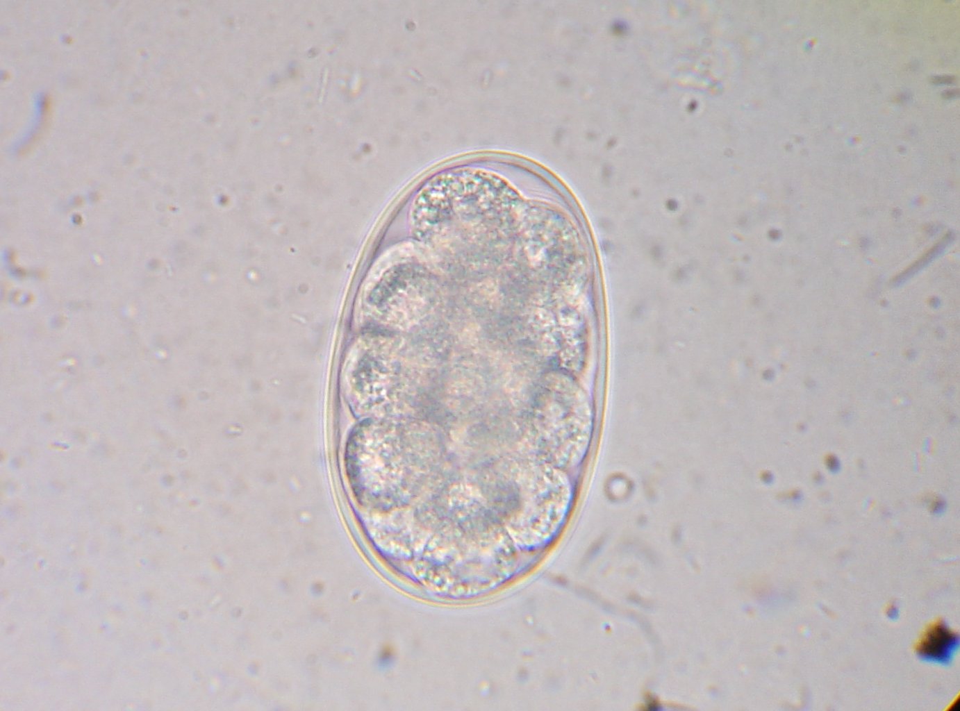 A canine hookworm egg seen on a faecal flotation test