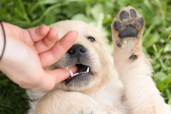 Puppy A golden retriever puppy being stroked