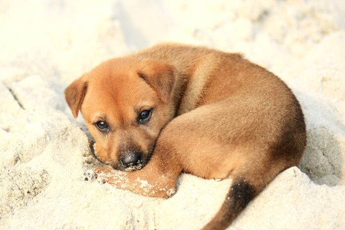 A young puppy outdoors A young puppy outdoors