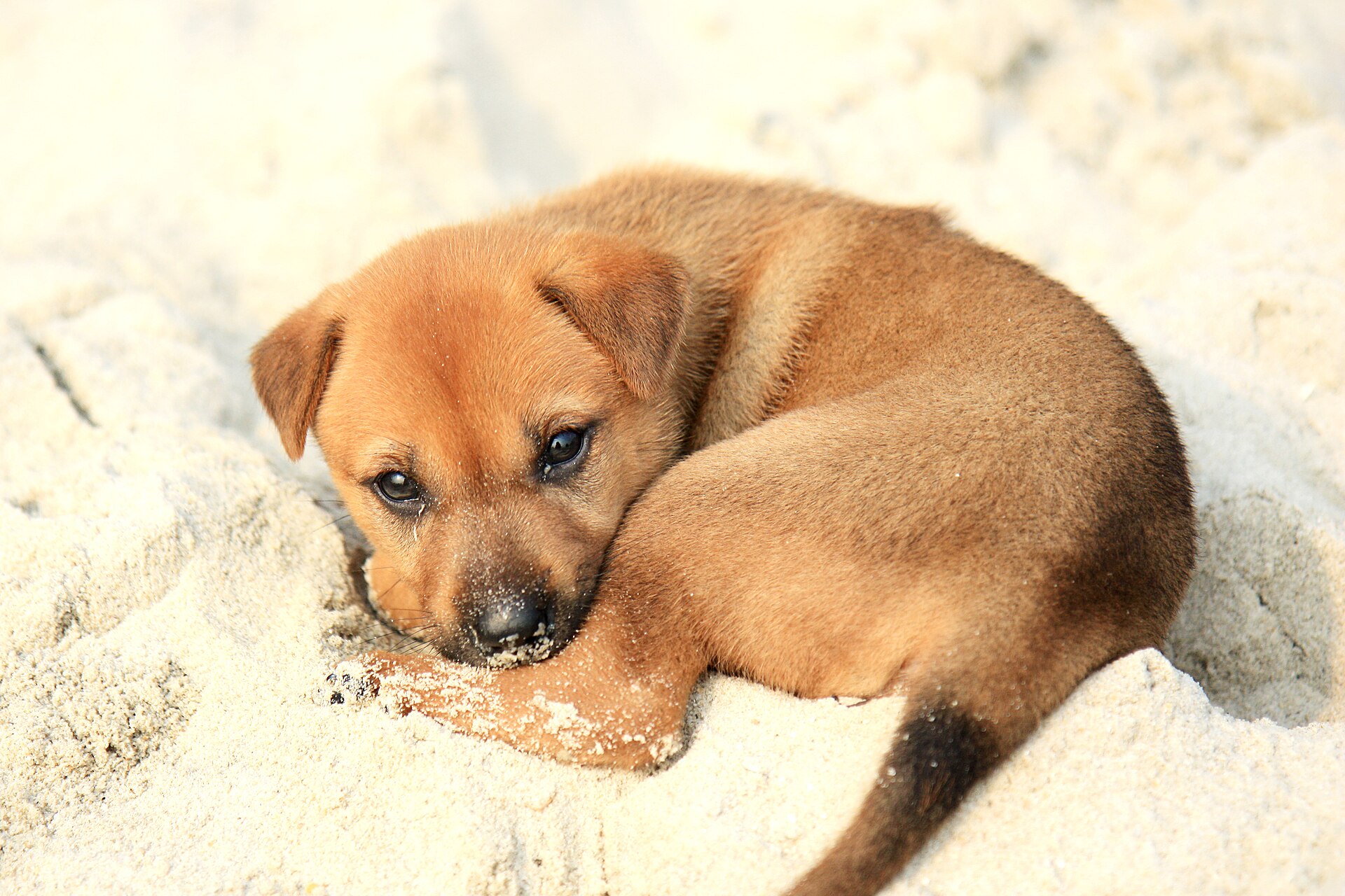 A young puppy outdoors