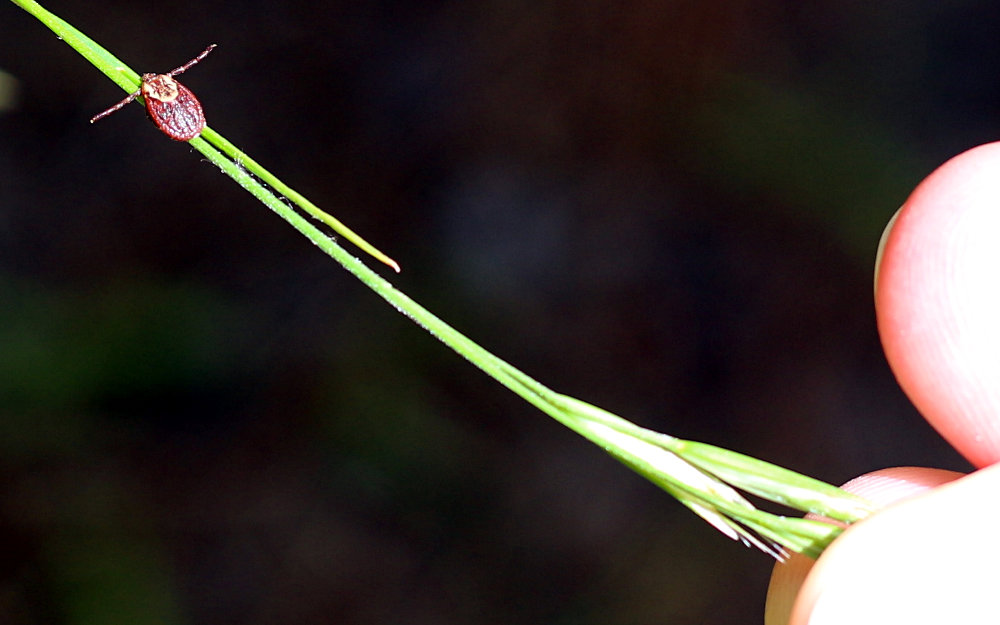 A tick questing on a blade of grass, waiting for a host