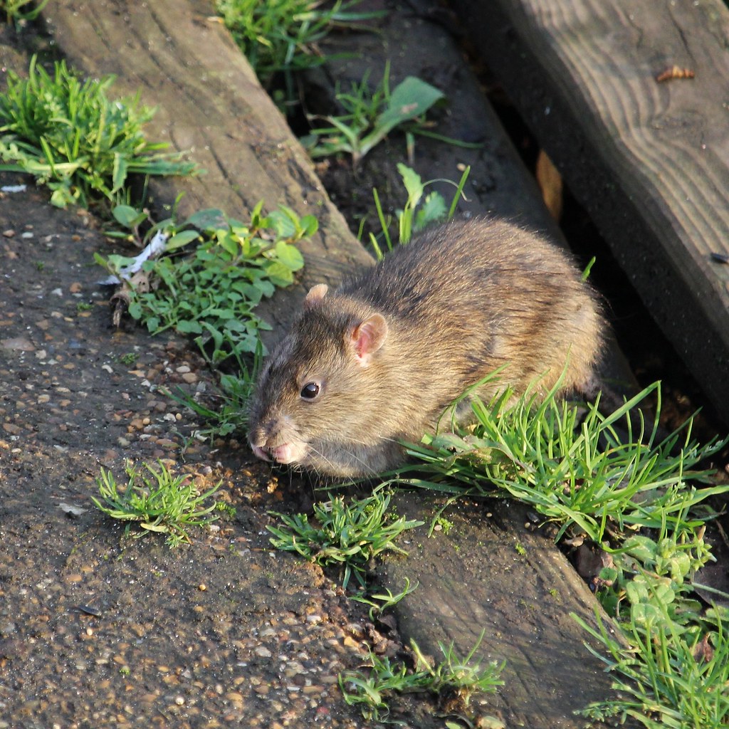 The bait is meant for this. Dogs find it because it is designed to be attractive and is usually placed at ground level.