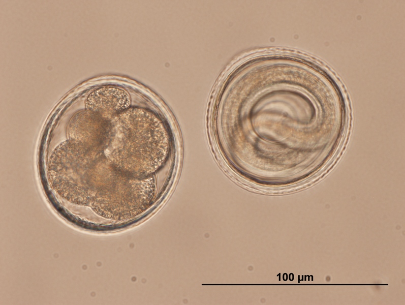 Embryonated Toxocara roundworm eggs