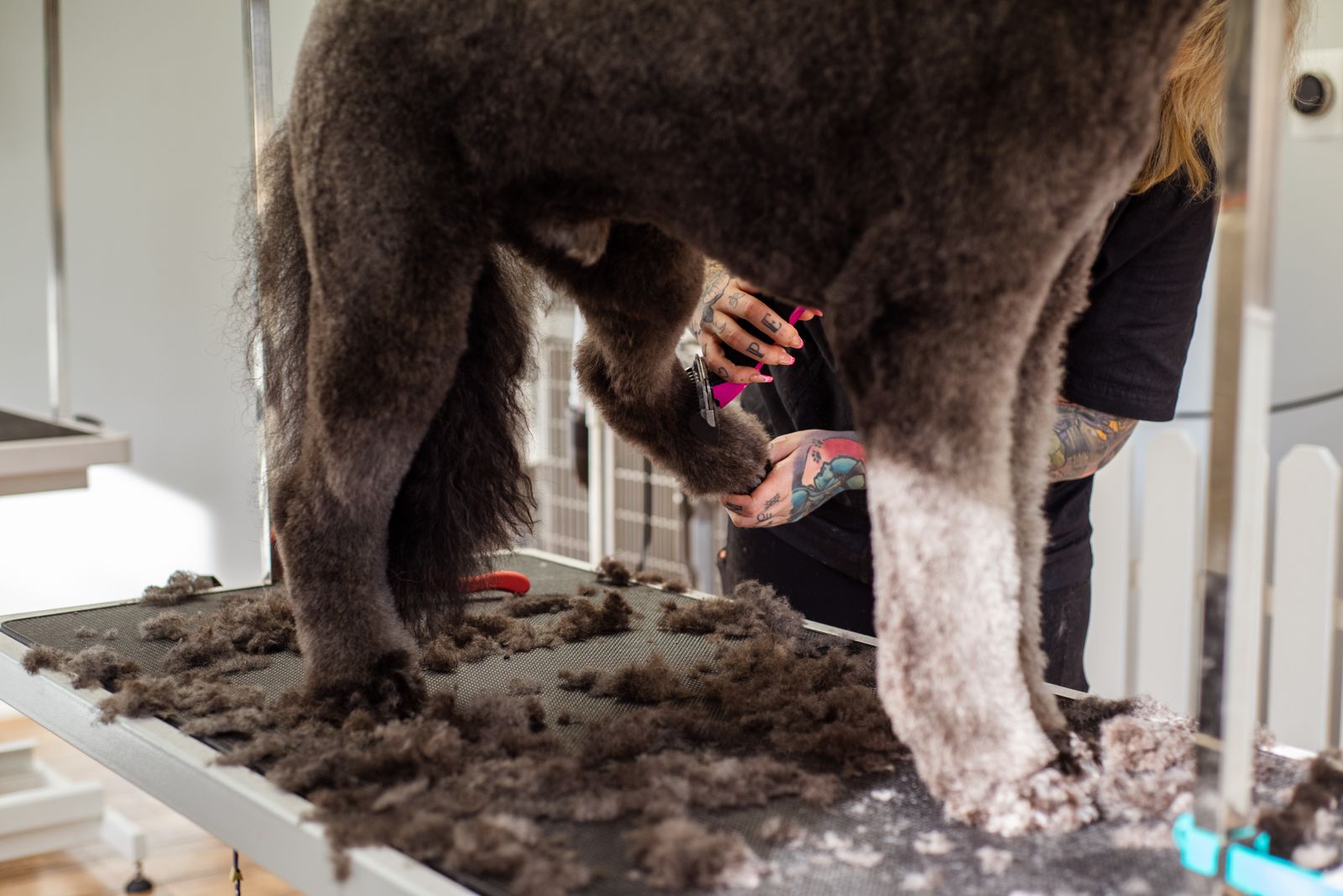 A dog being brushed by a groomer