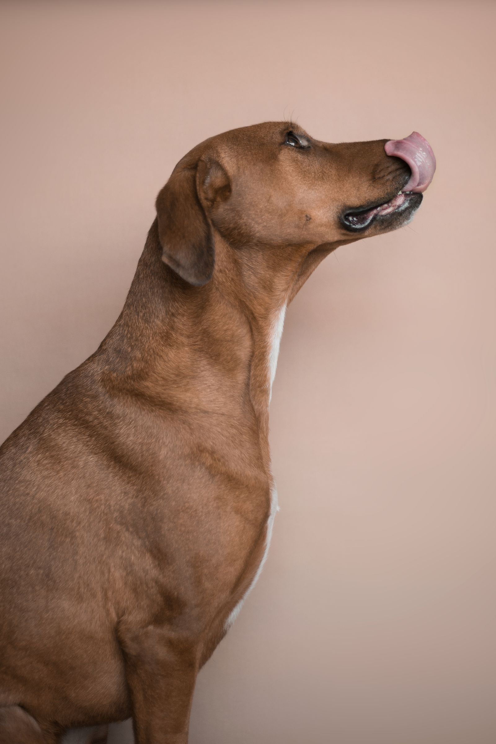 A brown dog licking its lips