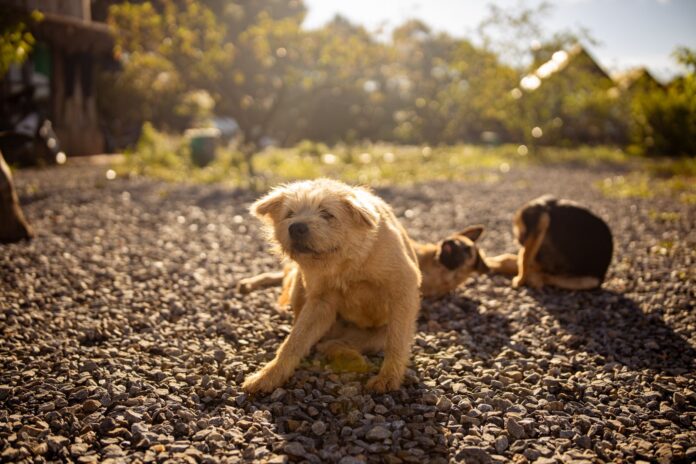 Puppy scratching outdoors A puppy scratching itself outdoors, the flea itch that often comes before tapeworm